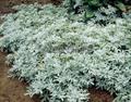 hoary mugwort ، Dusty Miller ، oldwoman